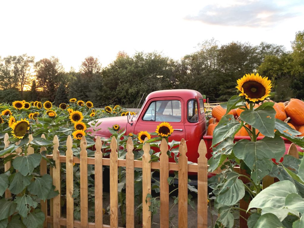 truck-in-sunflower-field